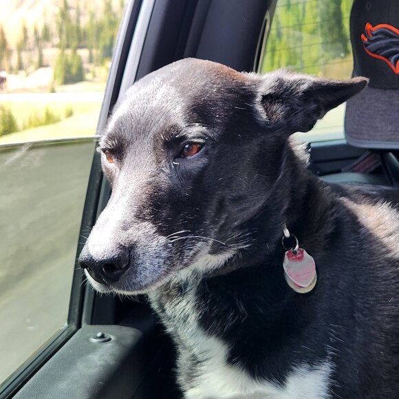 Meet your Posher, Kristy - Picture 1 of 1